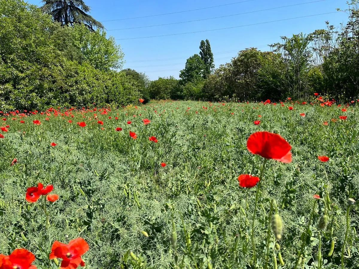 Acero Giallo Parma Bed & Breakfast